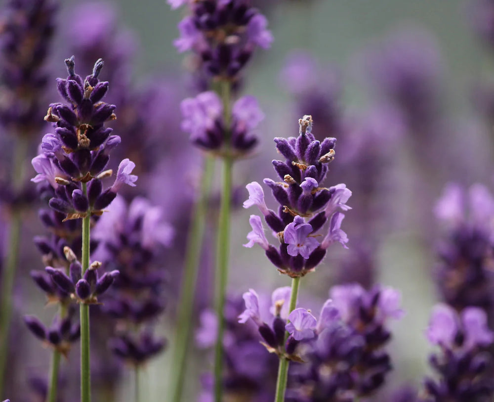 PREMIUM Diffuser 100 ml - PROVENCE LAVENDER - made in Spain ♡