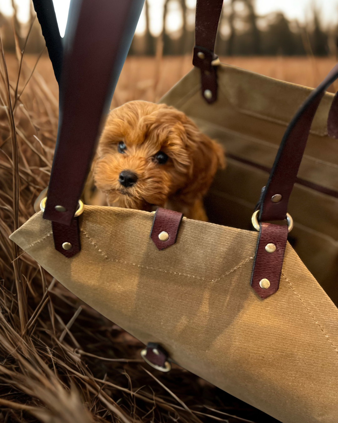 JADE - Utility Blumentasche/ Hundetasche/ Grocery Bag - BEIGE - einrollbar