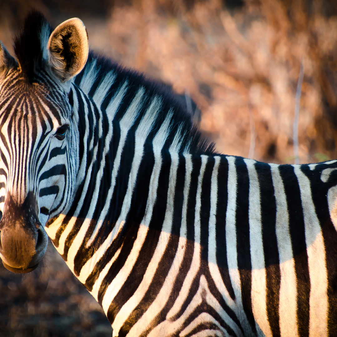 Wendekissen „Zebra Embroidery“