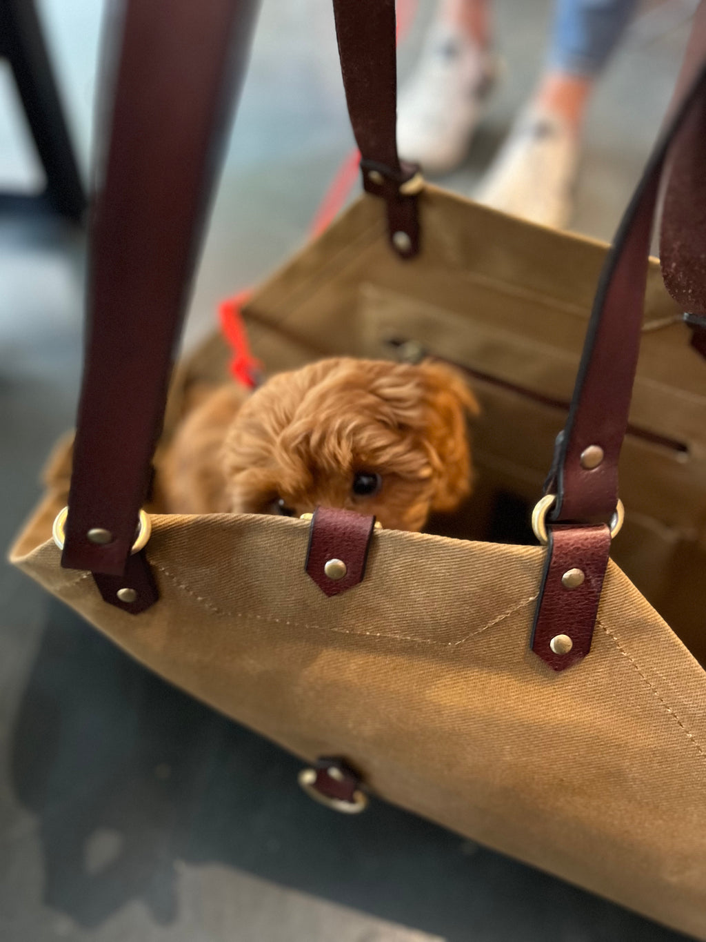 JADE - Utility Blumentasche/ Hundetasche/ Grocery Bag - BEIGE - einrollbar