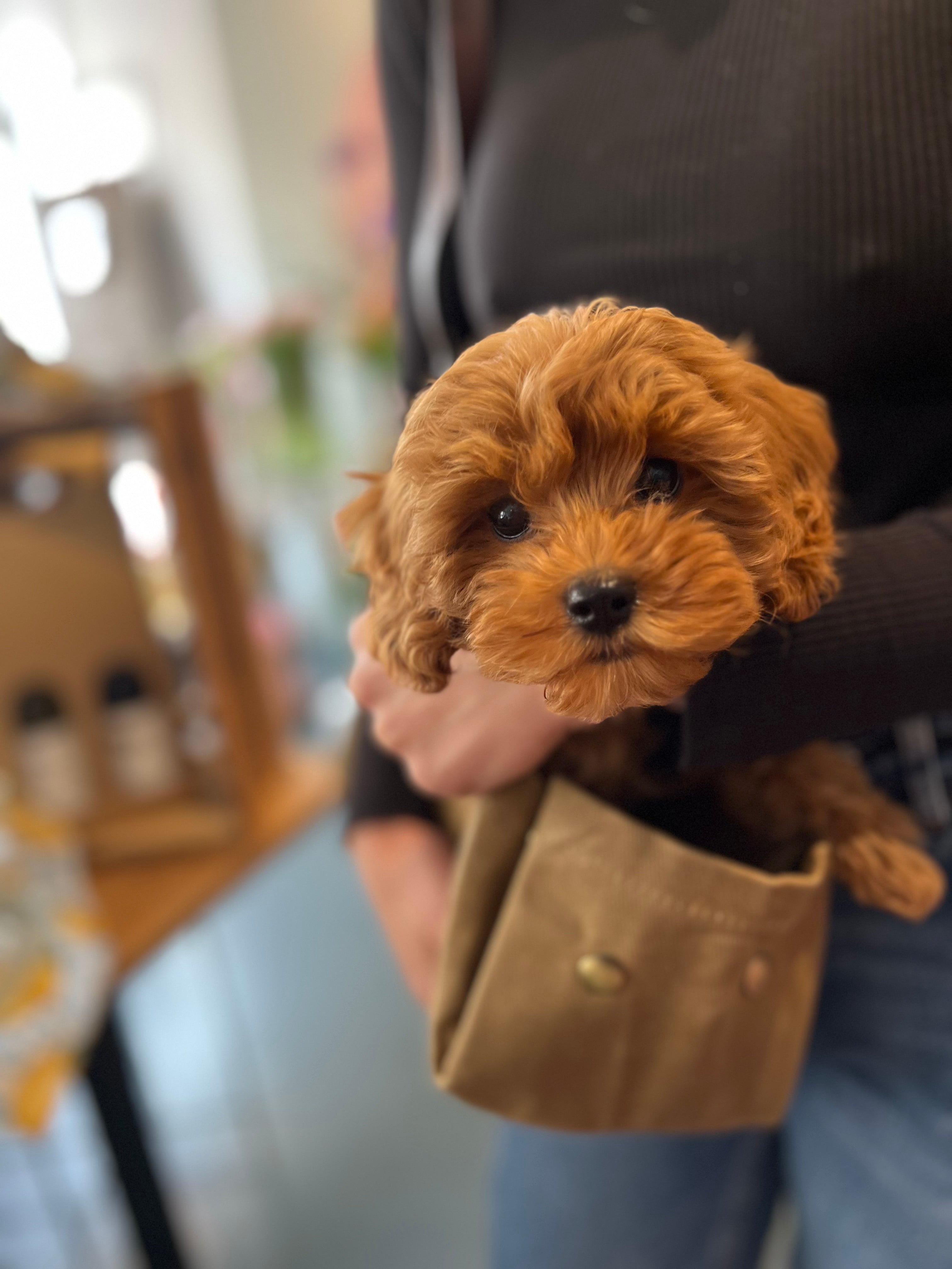JADE - Utility Blumentasche/ Hundetasche/ Grocery Bag - BEIGE - einrollbar