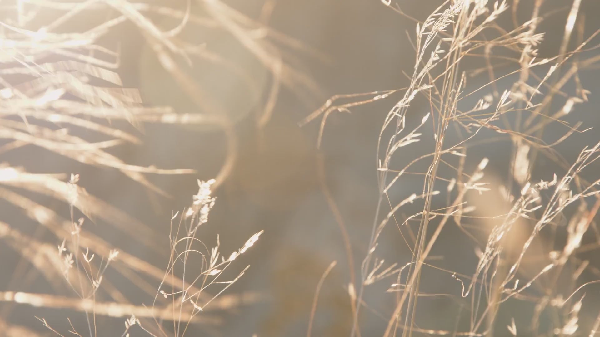 Spätsommerliche Gräser im warmen Sonnenlicht